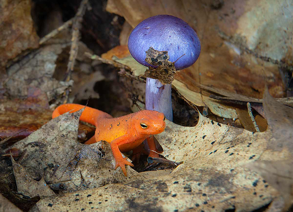 Red Eft and Purple Mushroom