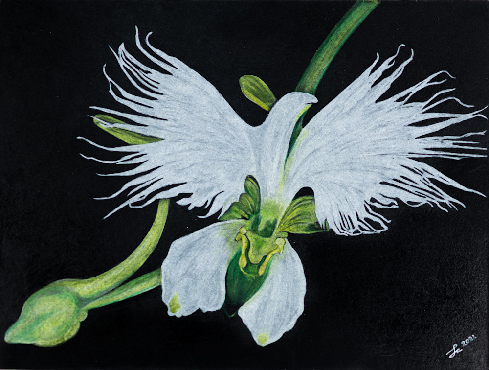 White Egret Orchid Art | Living Creatively