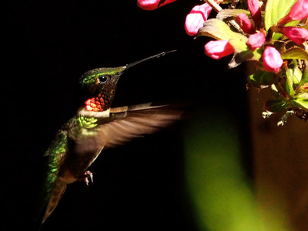 Hummingbird at Weigela