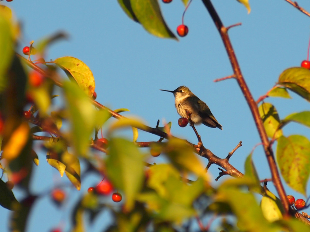 Hiding Hummingbird