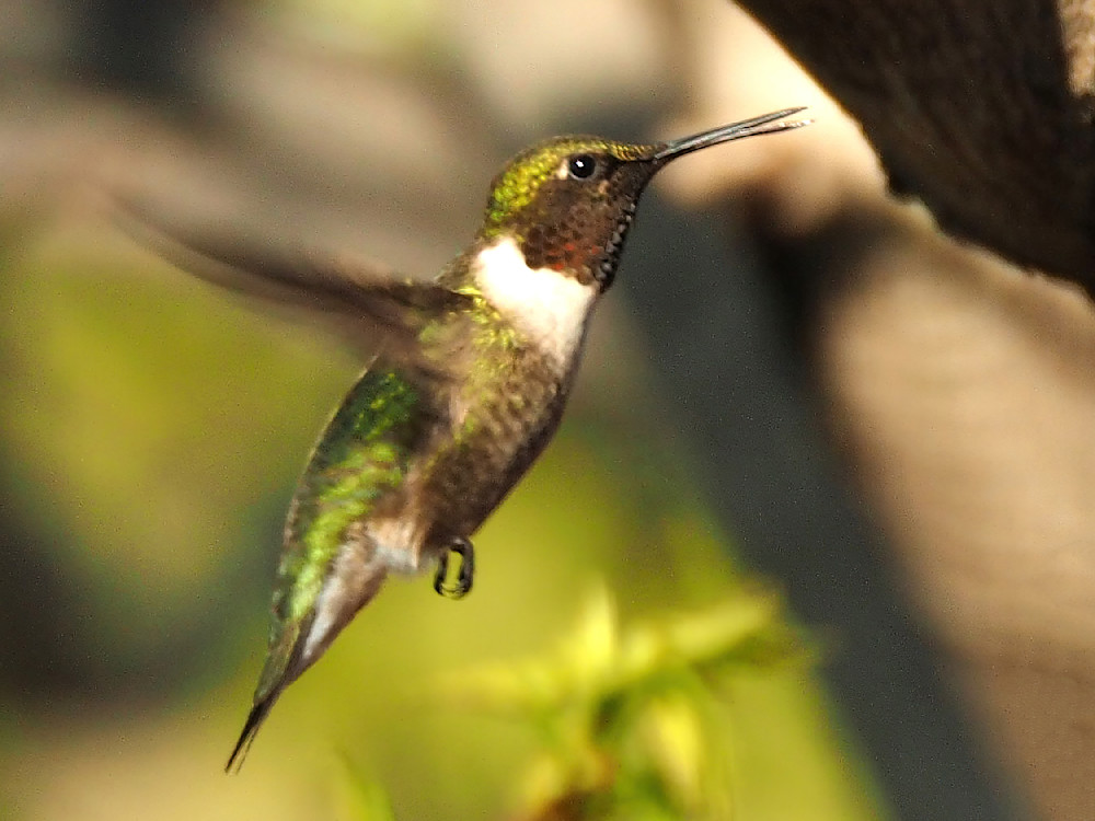 Jawdropping Hummingbird