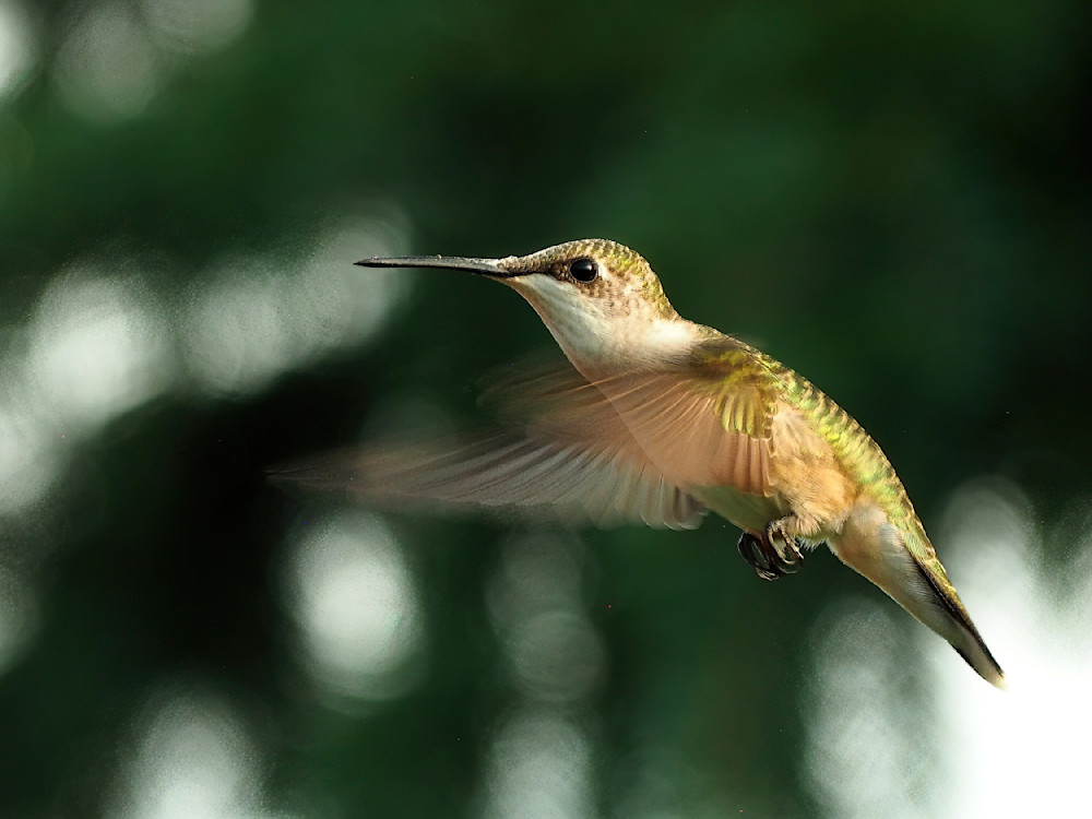 Hummer Mid Flight