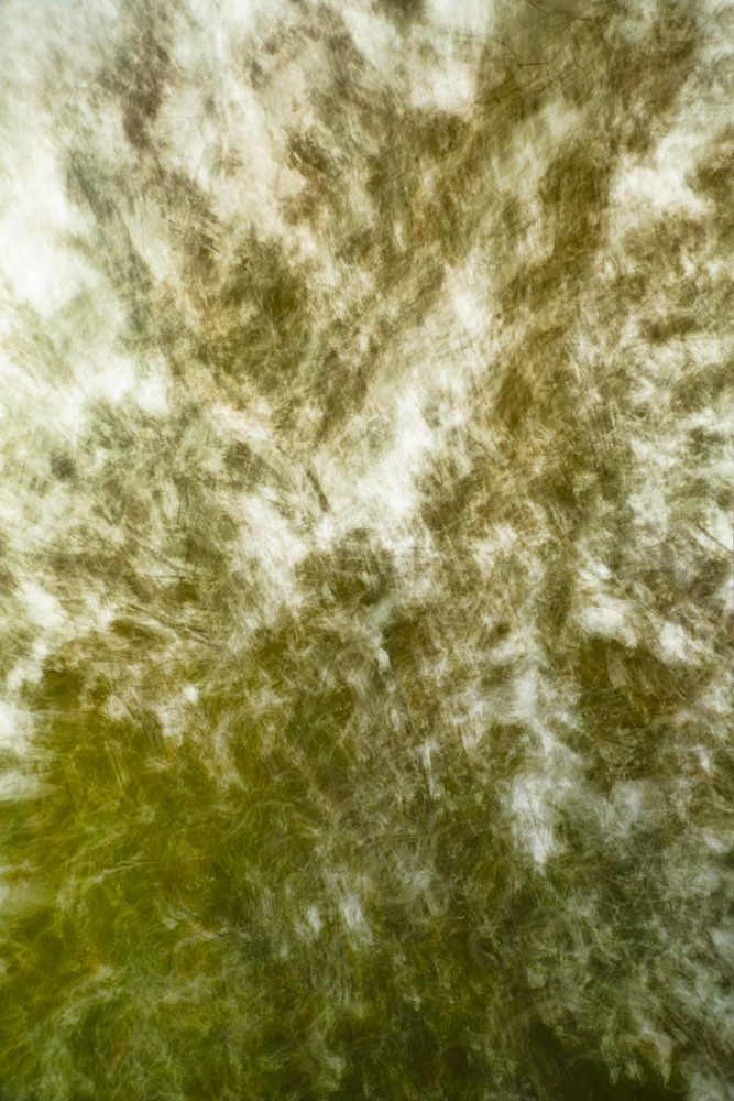 Tree in the Wind | Abstract
