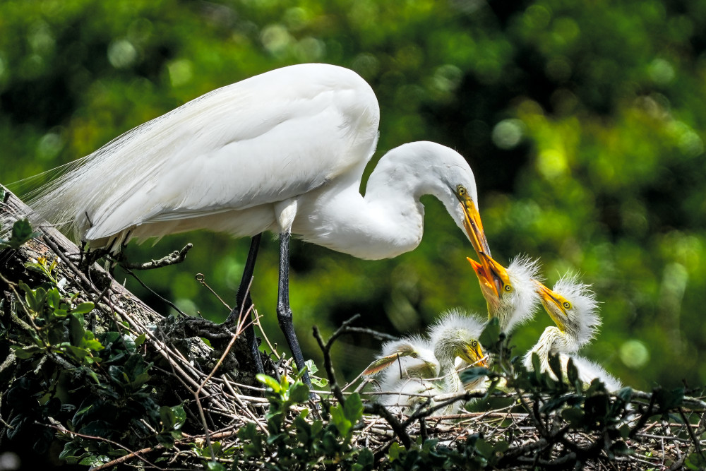 Great Egret Feeds its Young