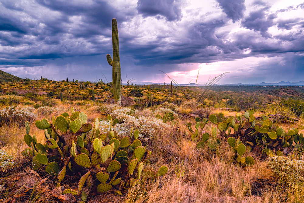 Clouds Over Saguaro National Park Photography Art | Patricia Claire Photography