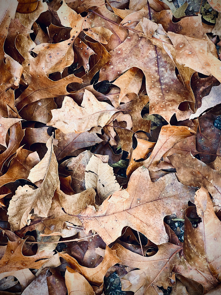 Autumn Leaves 2 Photography Art | Kathleen Messmer Photography