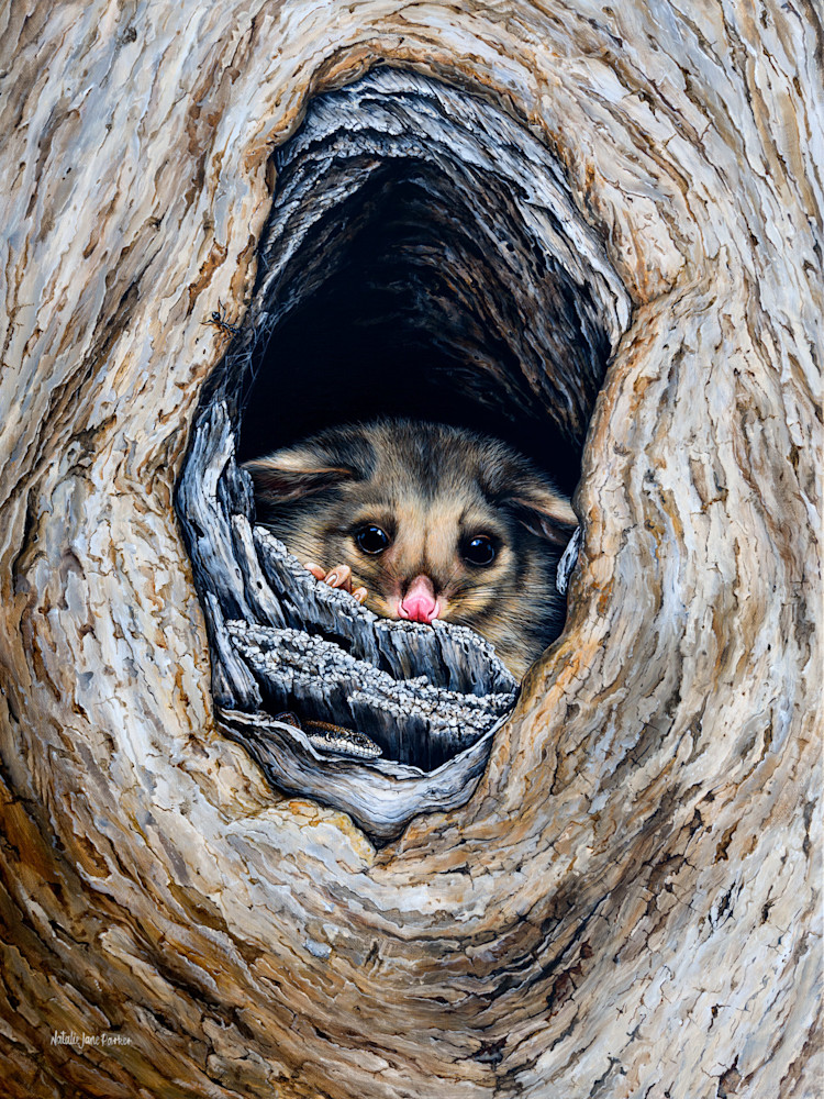 Common Brushtail Possums (Trichosurus vulpecula) & Tree Skink (Tree-crevice skink) (Egernia striolata) Australian Wildlife Art by Natalie Jane Parker