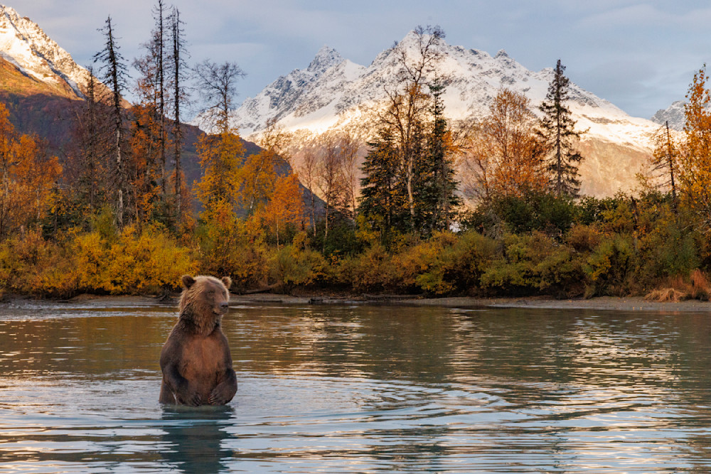 Fall landscape of Alaskan Brown Bear in Lake in Lake Clark National Park  in Southcentral,  Alaska.  

Photo by Jeff Schultz/  (C) 2022  ALL RIGHTS RESERVED