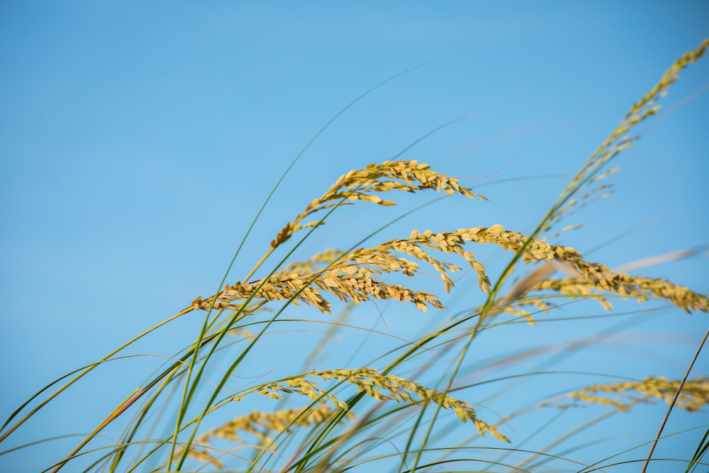 Gently Blowing Beach Grass Photography Art | Kelly Foreman Photography