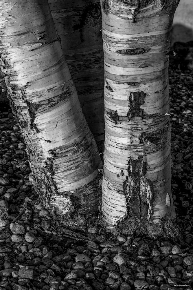 DP757 Birch Tree Trunks B&W