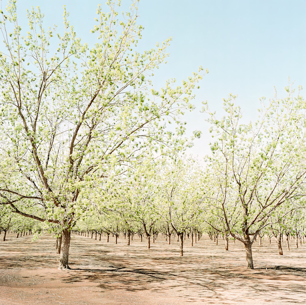 Film photography of Morning Light on pistachio nut trees, La Luz, New Mexico