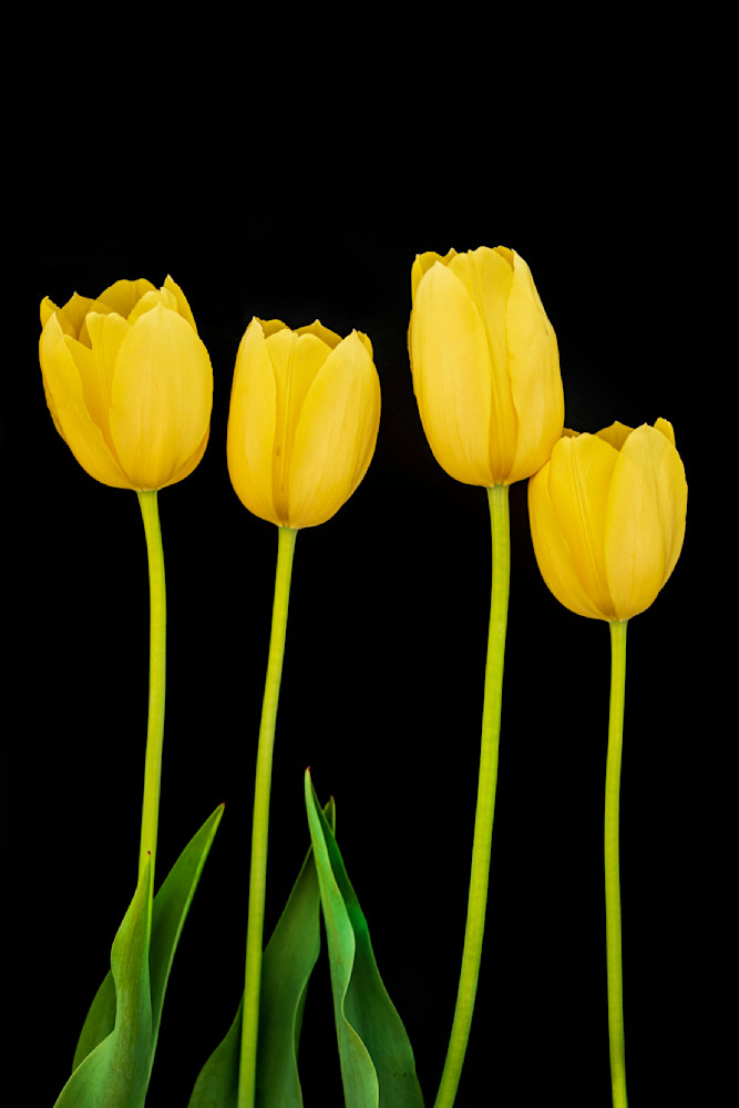 Family of Four Tulips