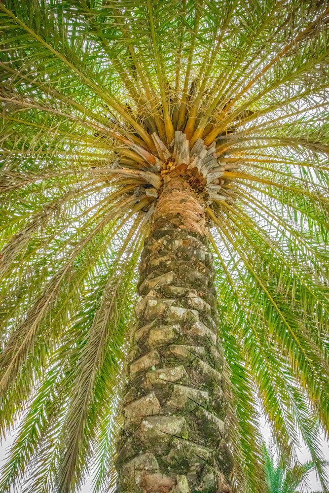 Green Canopy Of A Palm Photography Art | Kelly Foreman Photography