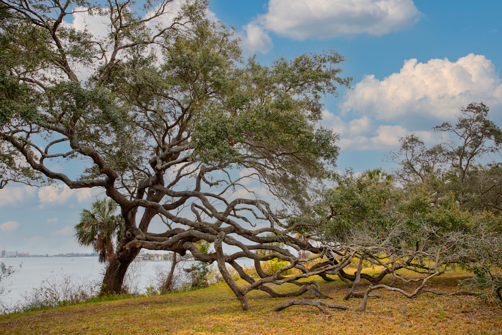 Beautiful Branches Photography Art | Kelly Foreman Photography