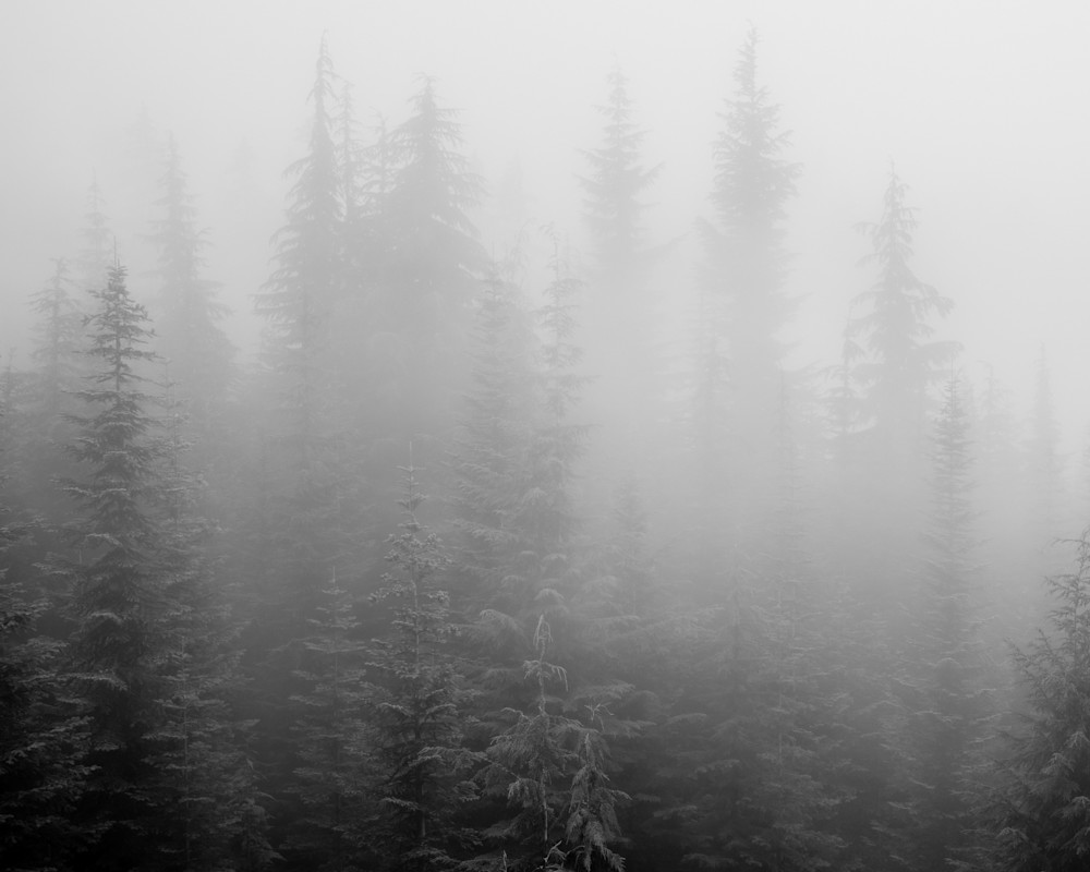 Forest in the Fog, Huckleberry Ridge, Washington, 2022