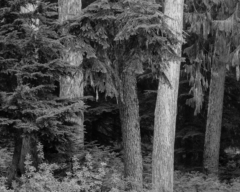 Forest, Huckleberry Ridge, Washington, 2022
