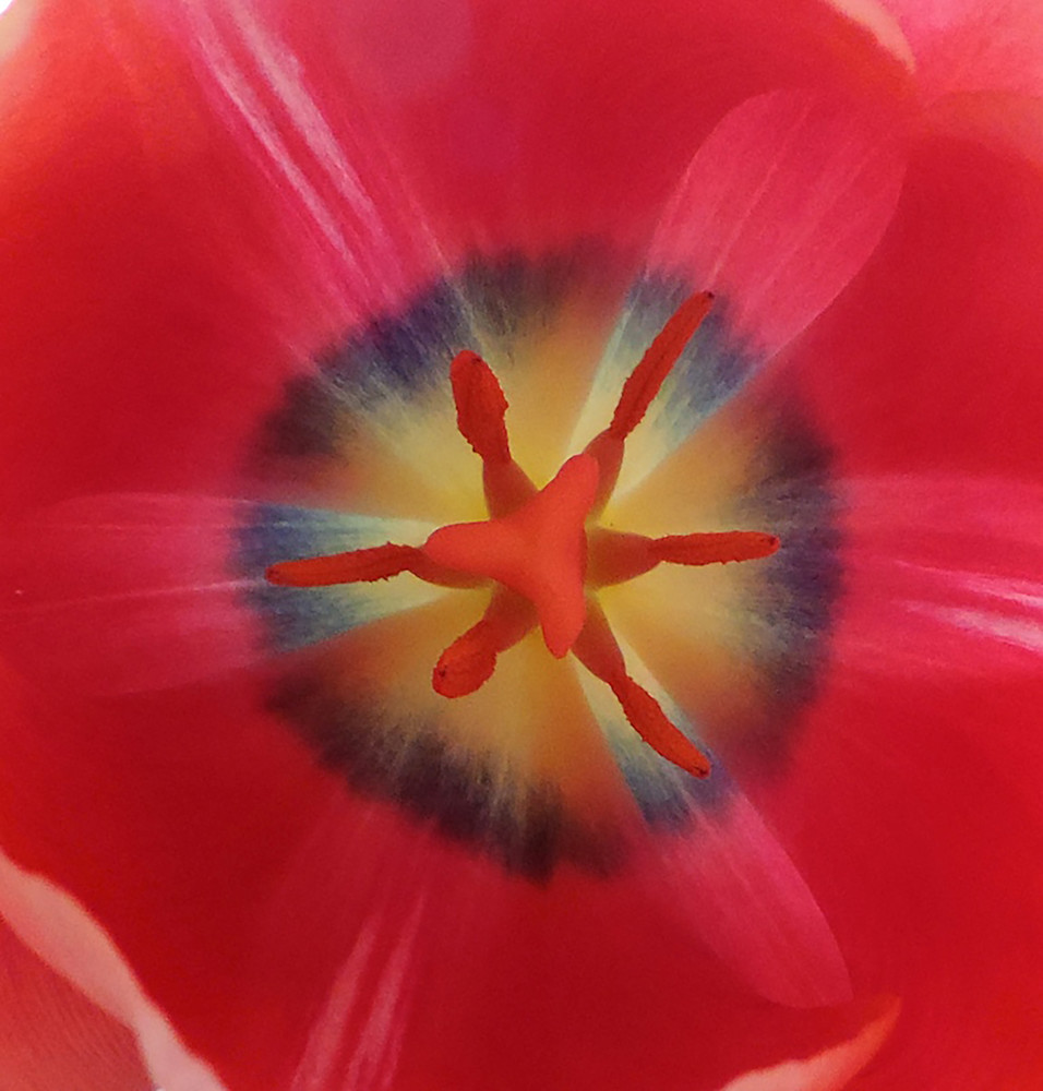 Core Of A Tulip Art | peggystokes
