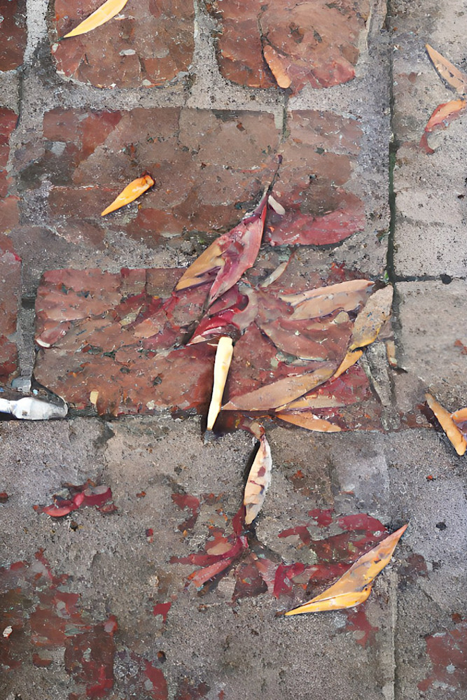 Fallen Eucalyptus Leaves