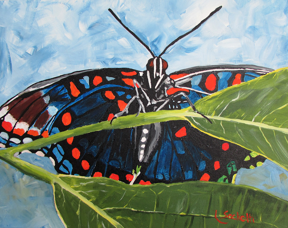 Red spotted purple butterfly fine-art prints and merchandise | Linda Sacketti