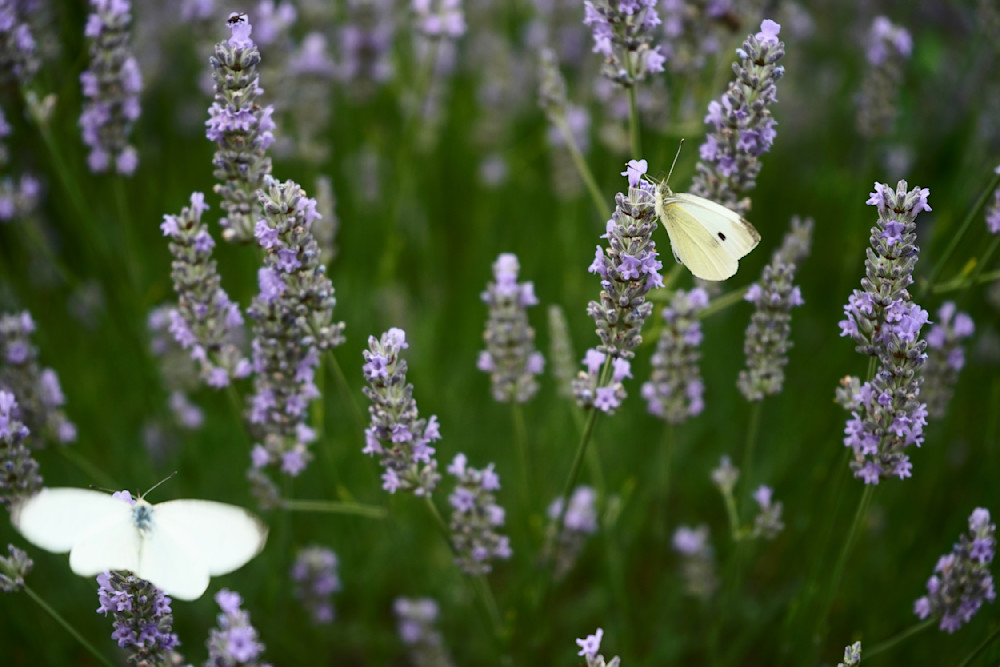 Cabbage Whites And Lavender Photography Art | Playful Gallery by Rob Harrison