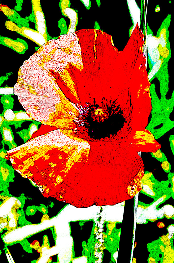 Poppy Photography Art | Playful Gallery by Rob Harrison