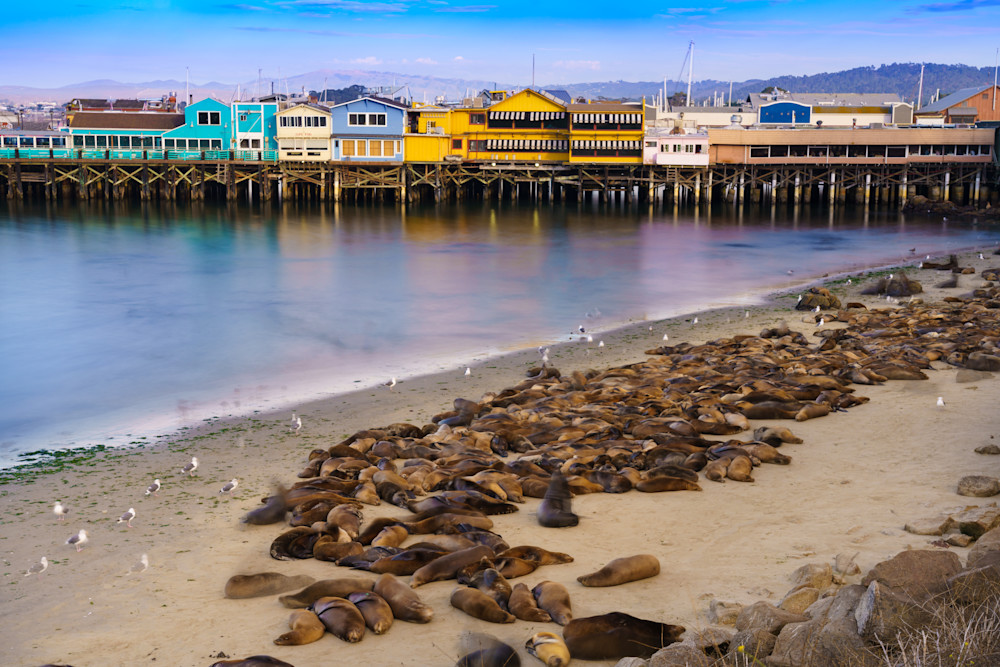 Fisherman's wharf and sea lions - Monterey, California