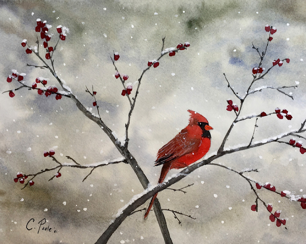 Winter Cardinal  Art | Cate Poole Water Colors
