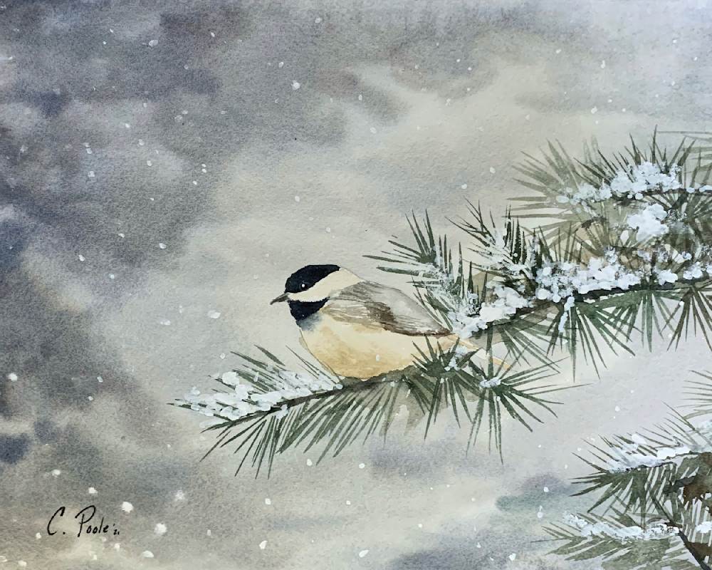 Winter Chickadee  Art | Cate Poole Water Colors