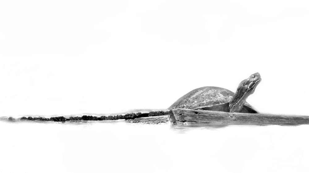 Eastern Red Bellied Turtle Art | Ken Evans Fine Art Photography