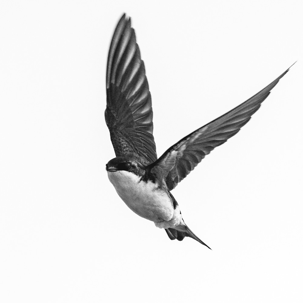 Tree Swallow Iii Art | Ken Evans Fine Art Photography
