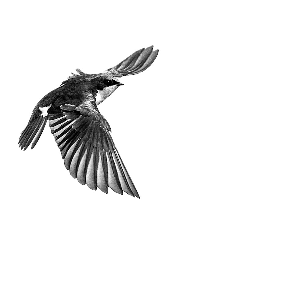 Tree Swallow V Art | Ken Evans Fine Art Photography
