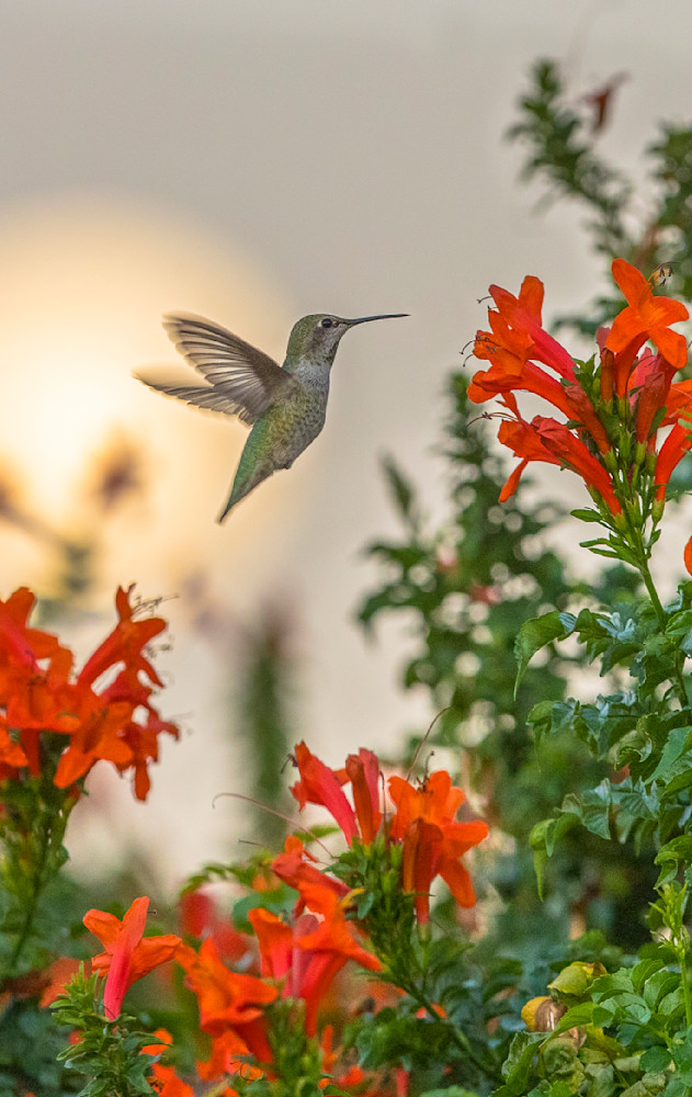 Bird Planet Calendar