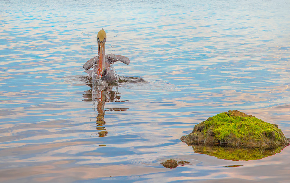Hungry Pelican Photography Art | Kelly Foreman Photography