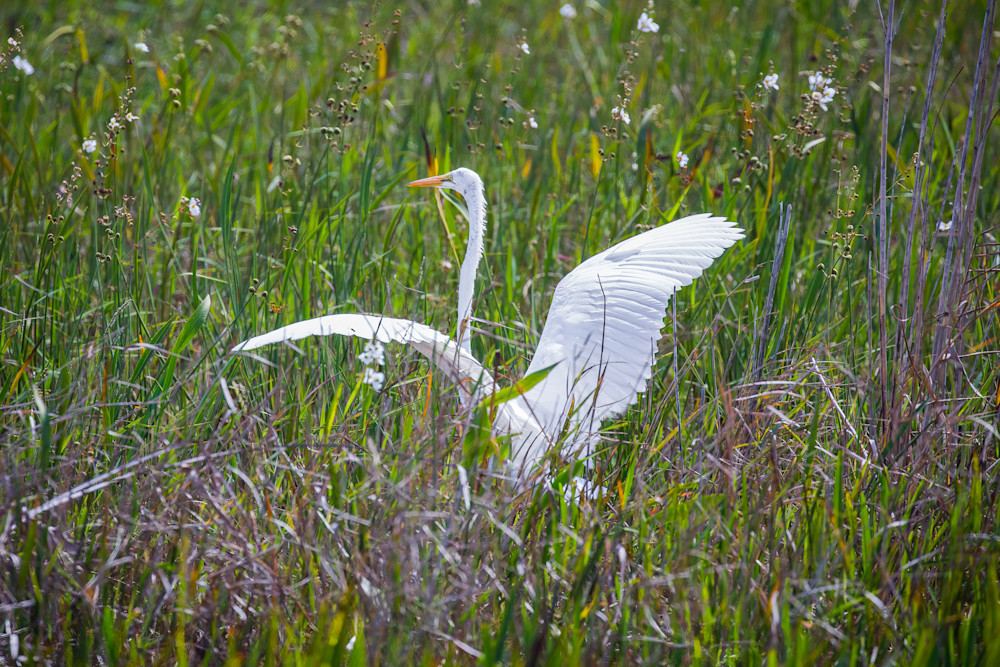 Egret Landing In The Meadow Photography Art | Kelly Foreman Photography