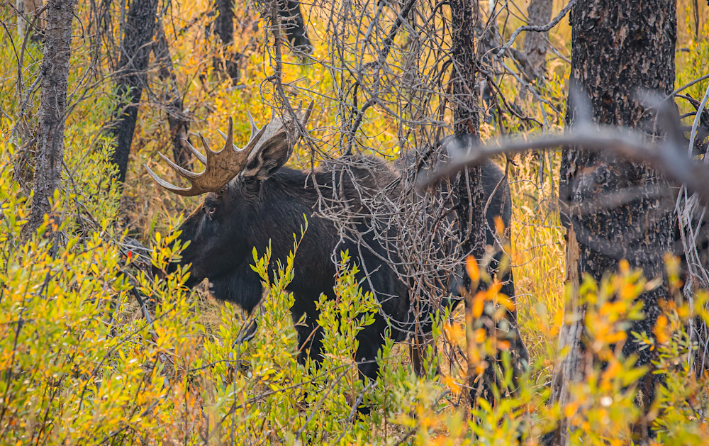 Moose In The Brush Photography Art | Kelly Foreman Photography