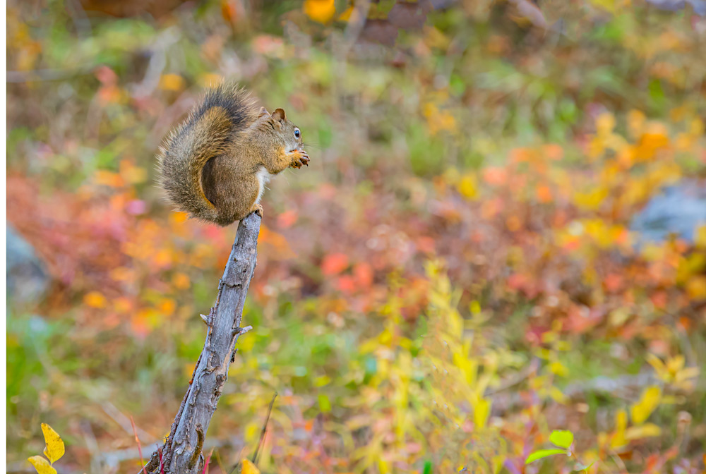 The Snacking Squirrel Photography Art | Kelly Foreman Photography