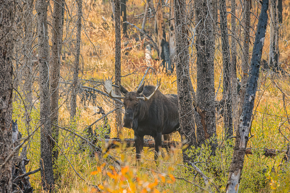 A Lone Moose In The Woods Photography Art | Kelly Foreman Photography