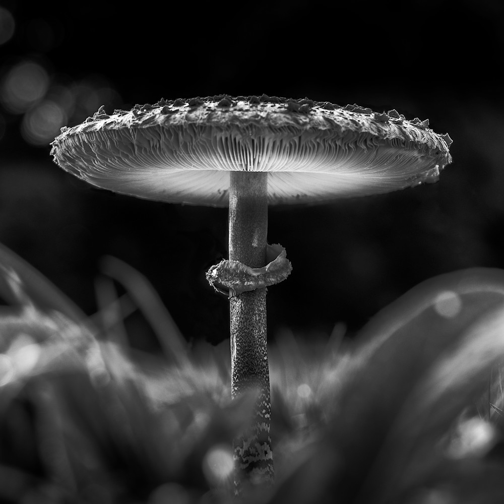 Fungi   Study4 Art | Roy Fraser Photographer