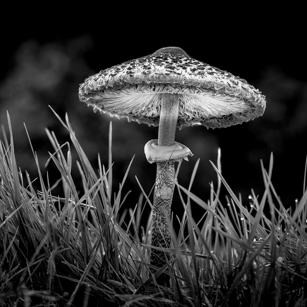 fungi / mushroom fine art photography
https://www.royfraserphotographer.com/bw-abstract-flowers
