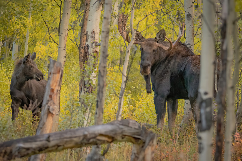 Shop Bull Moose Photos for Print from Jefferson Colorado. 