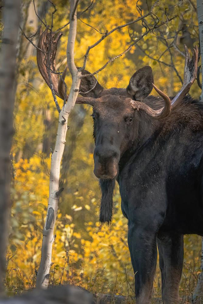 Shop Moose Wildlife Photography Art from Jefferson, Colorado at matthewryanphoto.