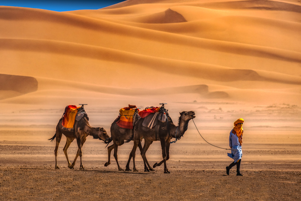 Sahara Desert With Camels, Morocco Photography Art | Rick Vyrostko Photography