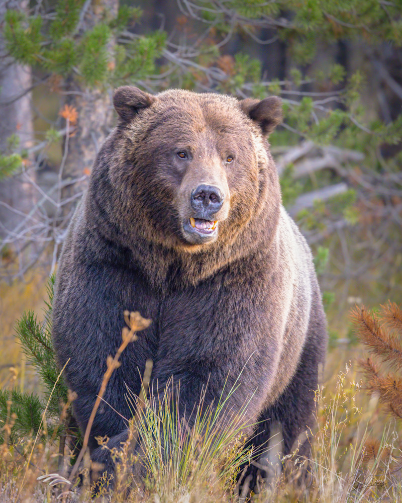 Huge Male Grizzly Bear