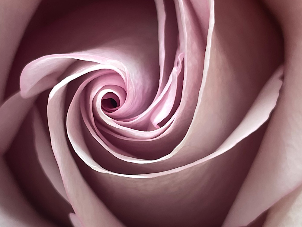 Rose Spiral (Crop) Art | Artist Rachel Goldsmith, LLC