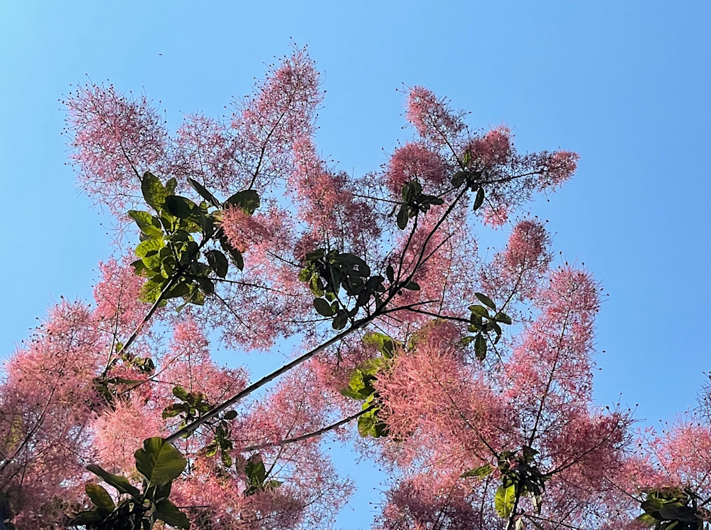 Pinktree Art | Artist Rachel Goldsmith, LLC