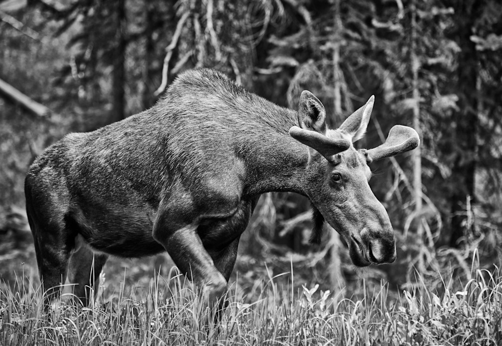 John E. Kelly Fine Art Photography – Moose - Wild Things