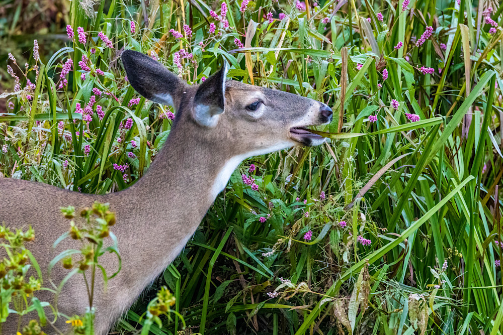 Breakfast Deer Photography Art | CSA Solutions
