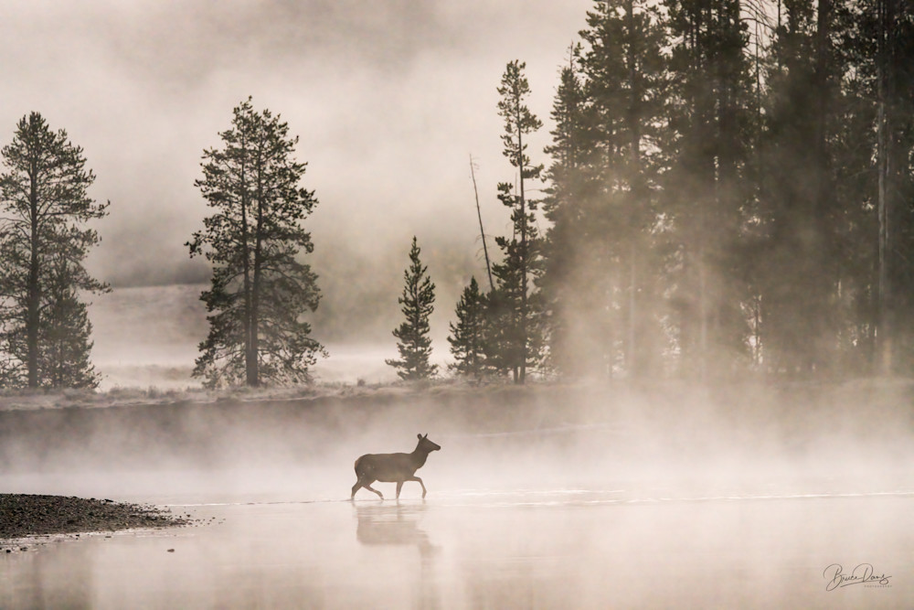 Teton Elk in Pre-Dawn Fog