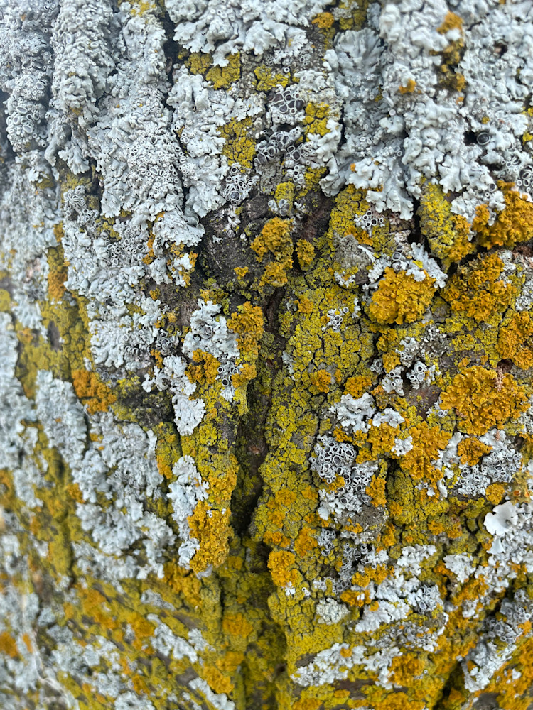 Lichen Is A Man  Art | Paula Acheson