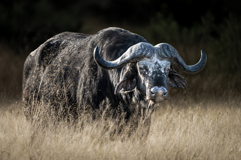 Cape Buffalo 2 Photography Art | LeatherMark Productions
